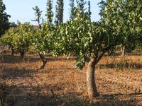 Pistachio trees in Aegina